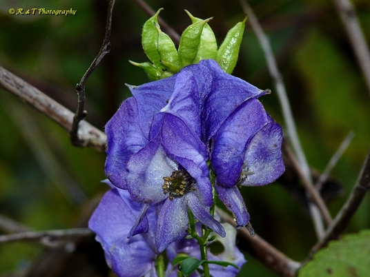 {Aconitum uncinatum}